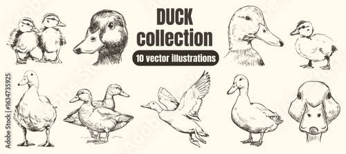 Hand-Drawn Illustration of a Duck – Vintage Black and White Farm Animal Vector Sketch Collection