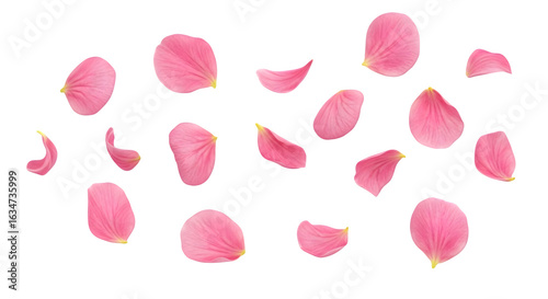 Scattered pink rose petals on a black background png, transparent, white background, ai generated, 