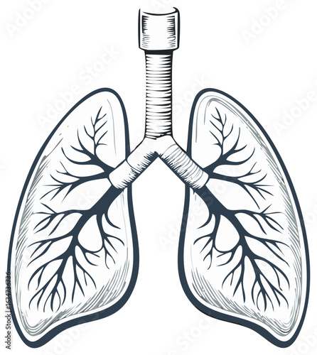 Hand drawn anatomical illustration of human lungs and the respiratory system