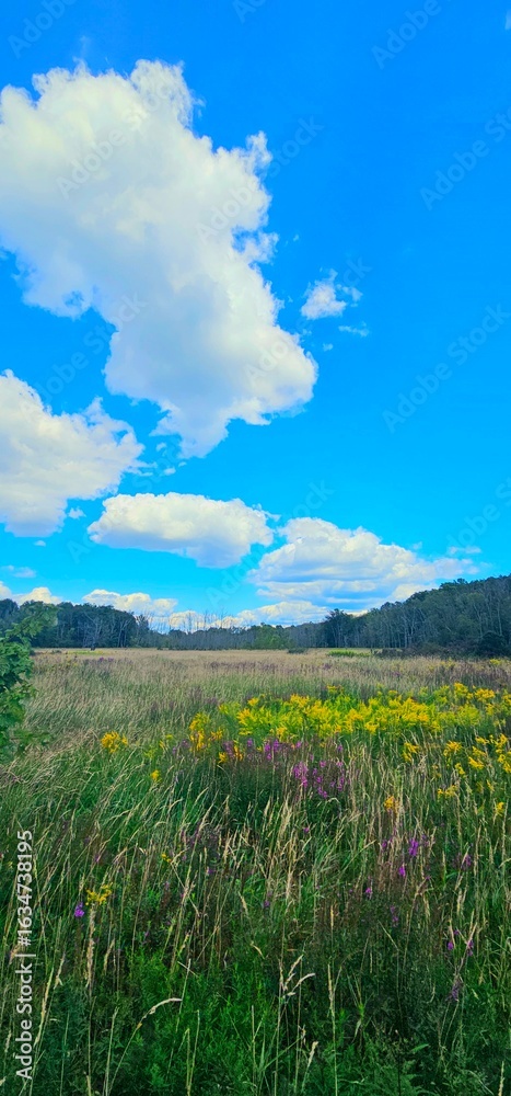 Obraz premium landscape with blue sky