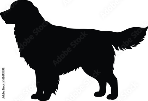 Silhouette of a Majestic Golden Retriever Standing Proudly on a White Background