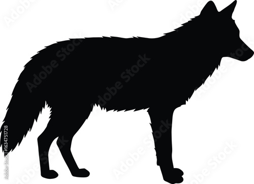 Silhouette of a solitary coyote standing against a stark white background