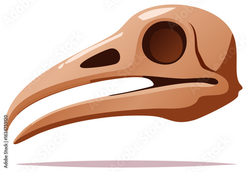 Isolated Dodo Bird Skull Remains Extinct Species Paleontology