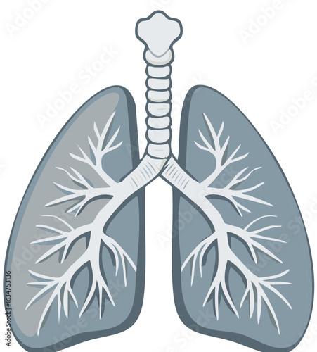Human Respiratory System Lungs and Trachea Anatomy Diagram Illustration