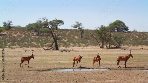 Herd of Hartebeest around waterhole in Kgalagadi transfrontier park, South Africa; specie Alcelaphus buselaphus family of Bovidae