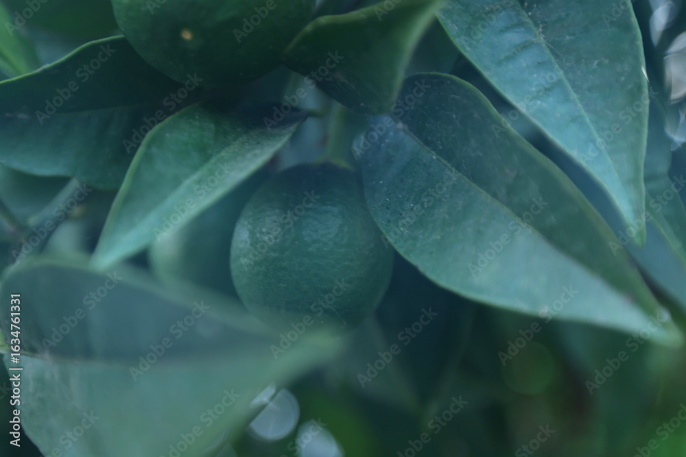 Obraz premium Macro shot of an unripe green citrus fruit hanging from a tree branch, surrounded by lush dark green leaves. The spherical fruit has a textured skin and is partially shaded, indicating early