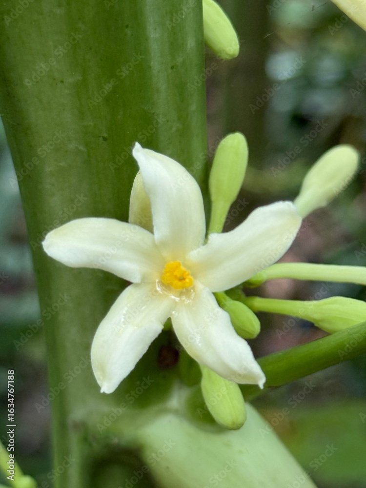 Fototapeta premium A delicate white papaya flower blooms on its vibrant green stem naturally