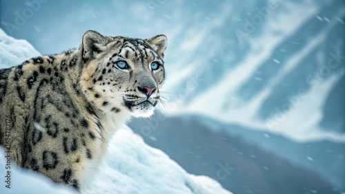 Majestic snow leopard emerges from snowy mountain landscape with intense gaze