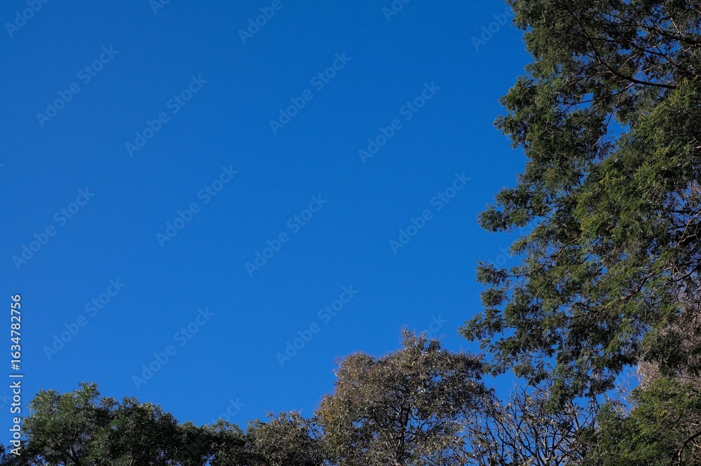 Obraz premium Blue sky with frame-shaped trees