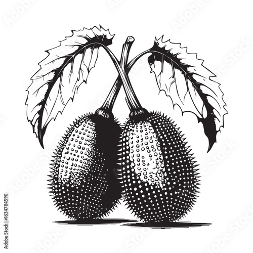 Vector art of spiky exotic gourd with leaves, isolated on white background