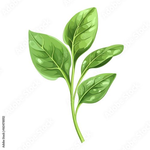  Spinach isolated