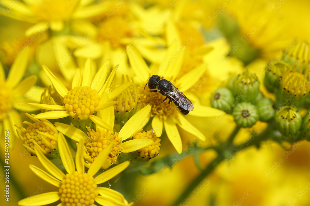 Fototapeta premium Female bee Large-headed Resin Bee Heriades truncorum, family Megachilidae. Flowers of common ragwort (Jacobaea vulgaris). August, Netherlands.