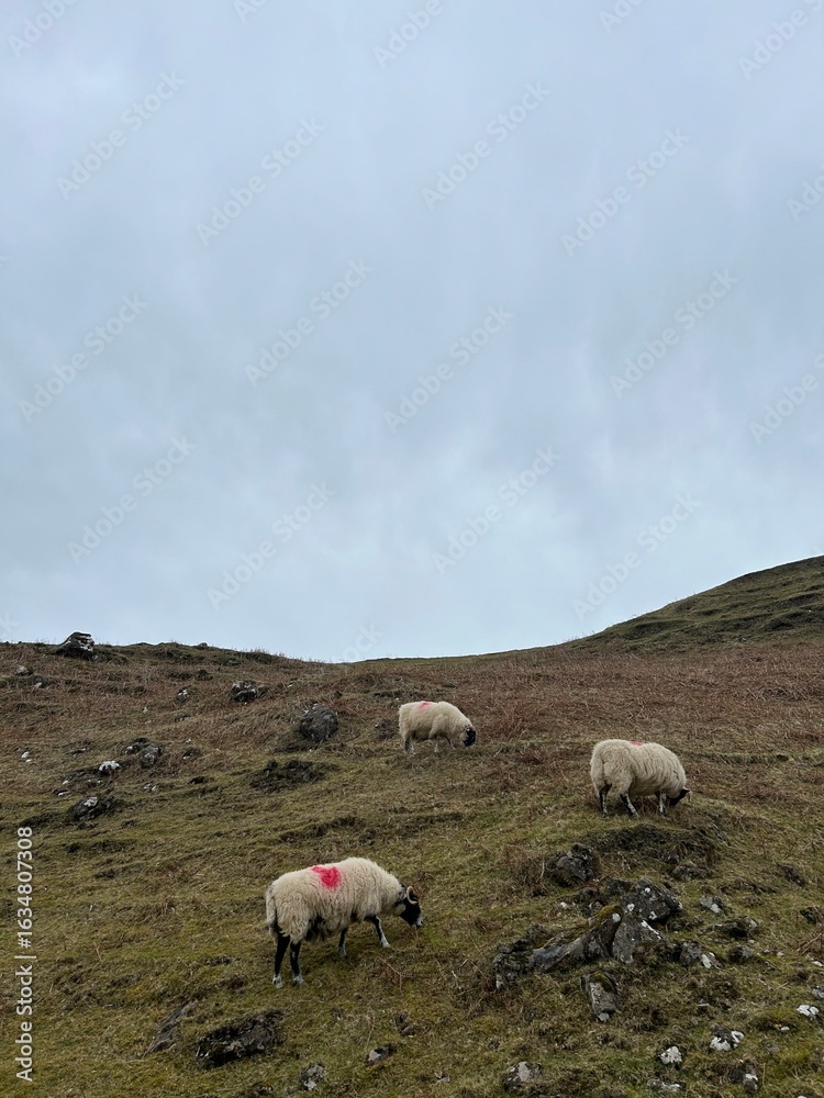 Fototapeta premium sheep