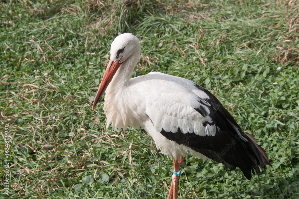 Fototapeta premium stork in quarantine. Stork in the reserve. stork in nature. Ukraine
