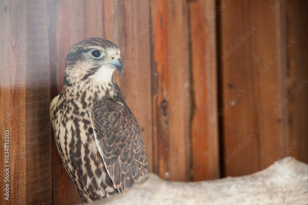 Obraz premium Photo of a bird in a reserve. Wildlife photo