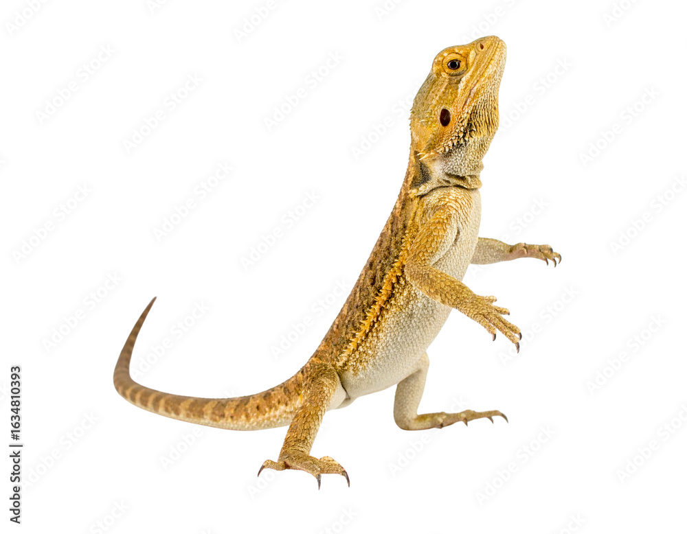 Fototapeta premium Bearded Dragon Lizard in Alert Standing Pose, Side View, isolated transparent background png