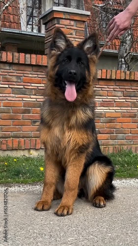 A German Shepherd dog sitting calmly on the ground, looking alert and attentive.