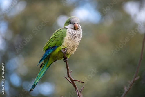 monk parakeet (myiopsitta monachus) perching in the wild in a park in Buenos Aires,Argentina