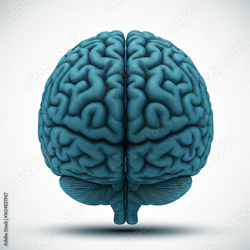 Anatomical representation of human brain with intricate details and clear cerebral hemispheres viewable