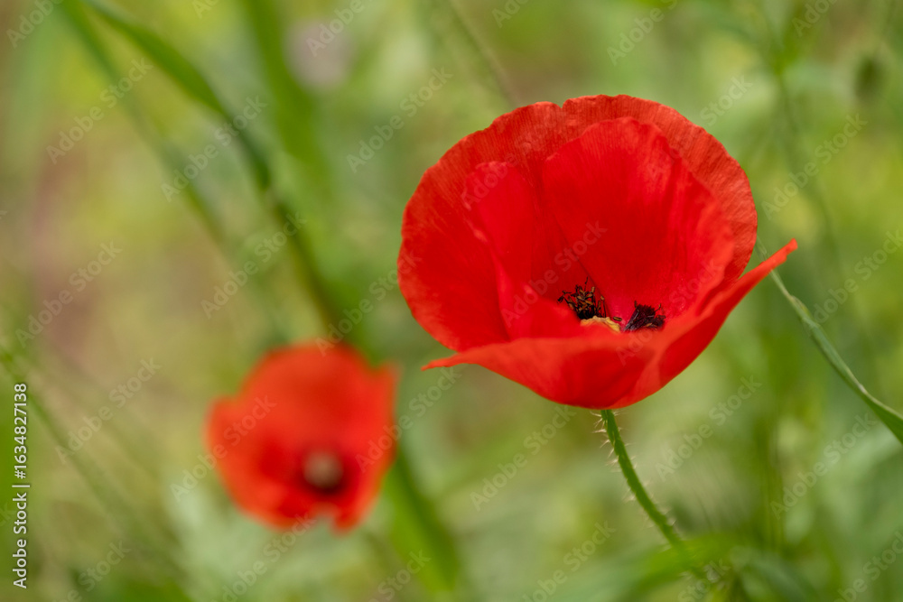 Obraz premium Vivid red poppy bloom in lush grass. Single red poppy in a green meadow. Poppy flower standing out in greenery. Bright red wildflower in nature.