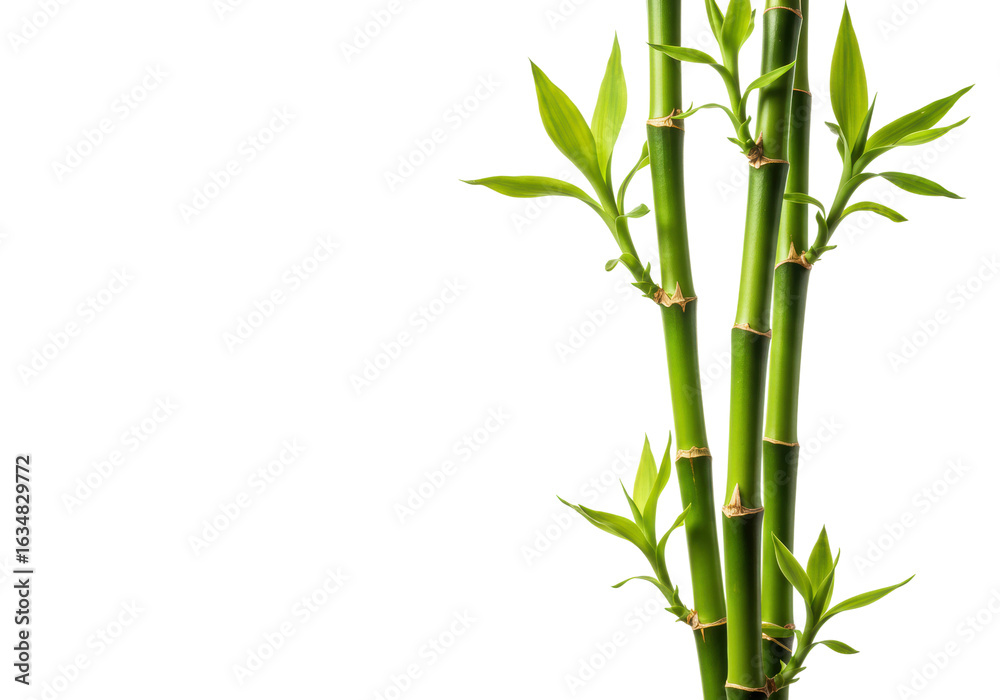Obraz premium Green bamboo stems with fresh leaves and nodes in focus. Cut out PNG