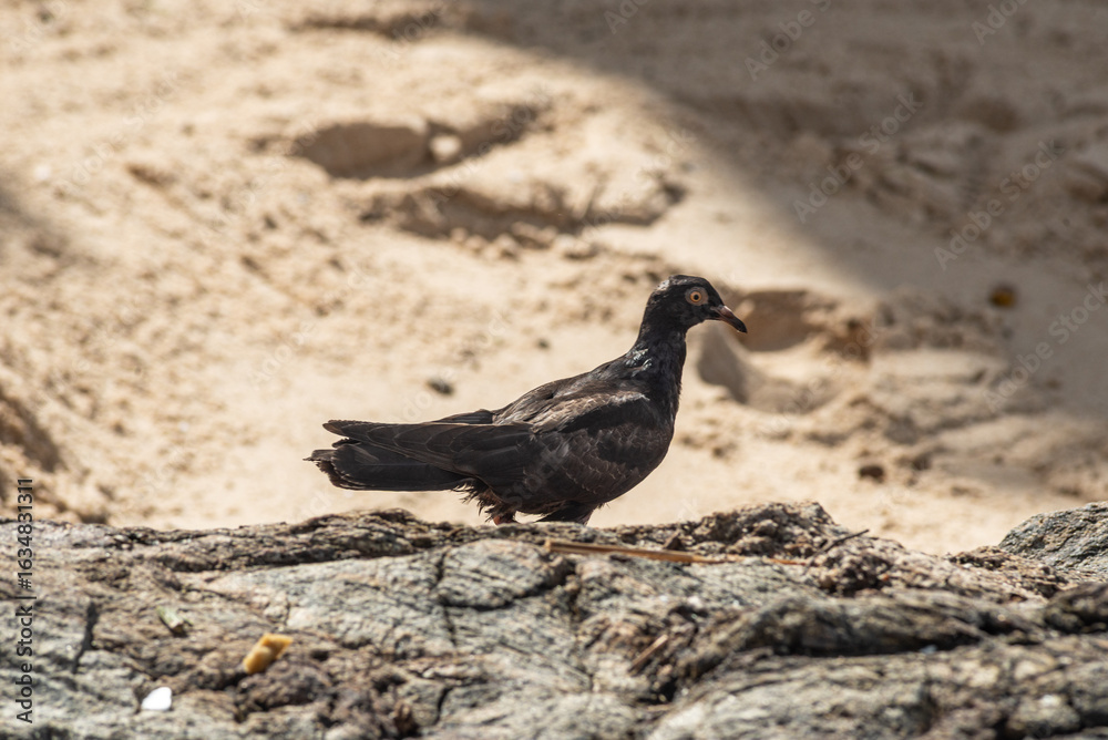 Obraz premium A black pigeon walking on the rocks of a beach. Wild animal in search of food.