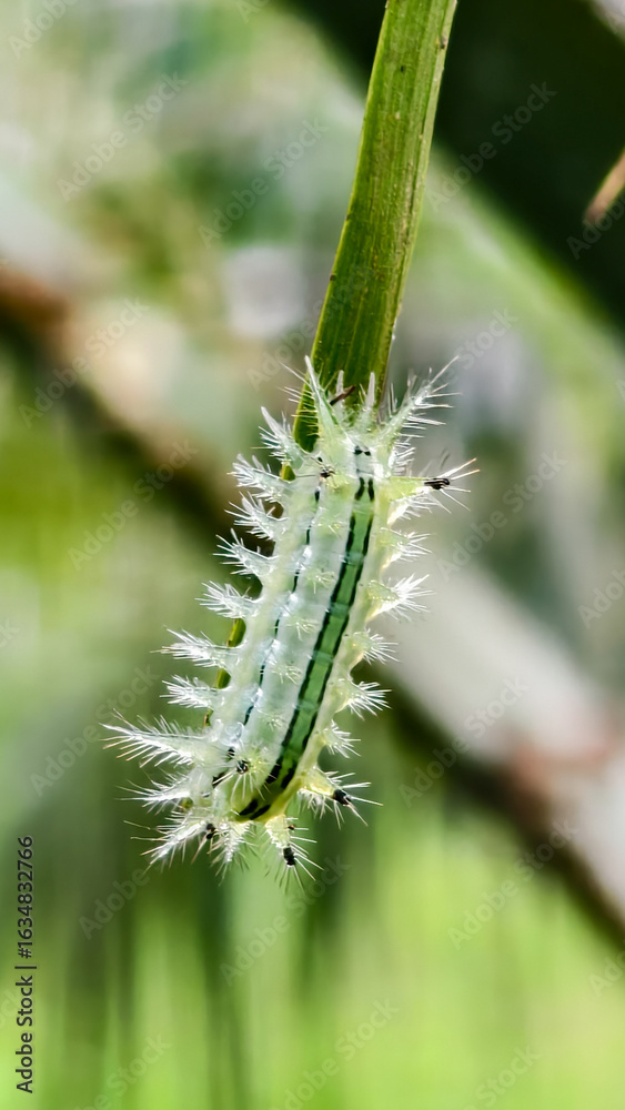 Naklejka premium Caterpillar on Blade of Grass: Close-up shot of a vividly detailed caterpillar crawling across a slender blade of grass in a serene outdoor setting, depicting natural beauty.