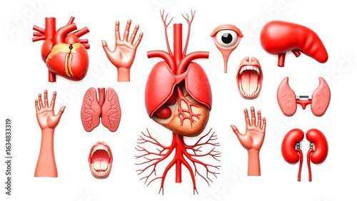 Human internal organs anatomy. Some parts of the human body.