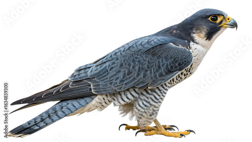 Png Full Body Peregrine Falcon Isolated HD Image