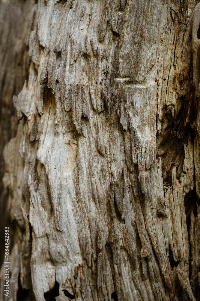 Obraz premium Dry wood line texture of weathered tree trunk, close up. Vertical.