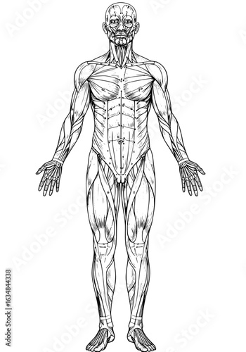 Detailed anatomical muscle structure drawing, a visual reference for medical study and artistic inspiration