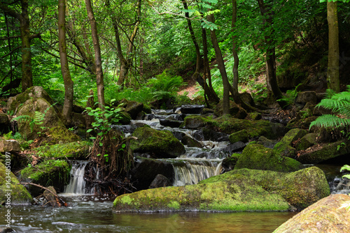 small waterfall in the forest