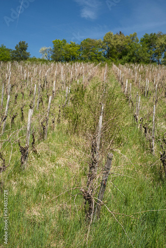Fotografie Overgrown vineyard in springtime agriculture