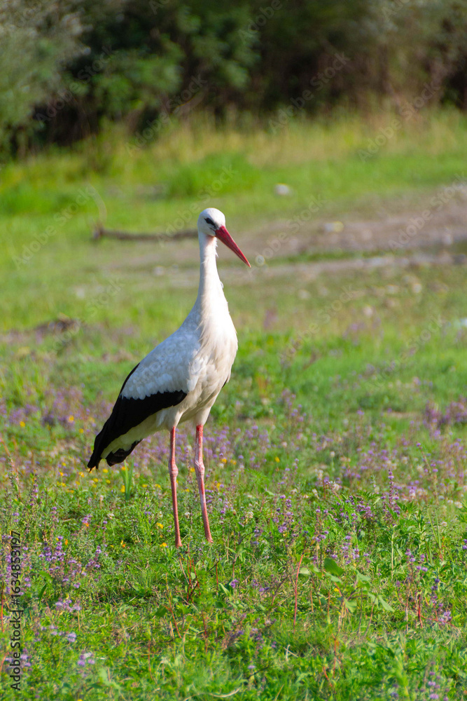 Fototapeta premium White Stork in the nature