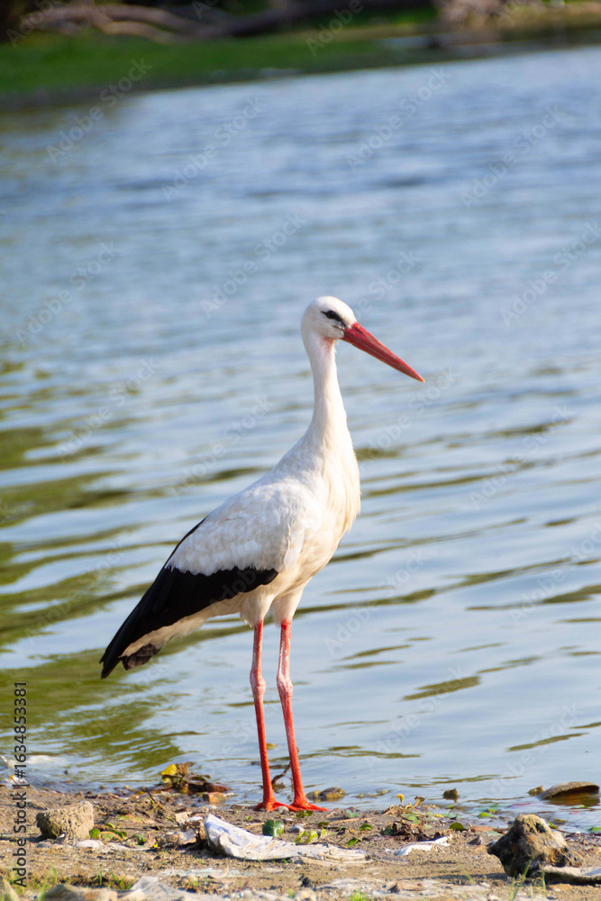 Fototapeta premium White Stork in the nature