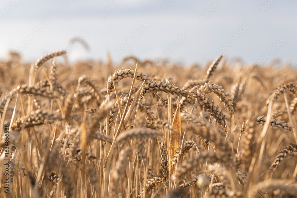 Fototapeta premium Close-up view of a mature wheat field with golden spikes ready for harvest under a clear sky, symbolizing agriculture, organic food production, and the abundance of cereal crops in traditional farming