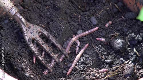 Wallpaper Mural Earthworms naturally cultivate rich, dark garden soil with a fork, enhancing organic compost and plant growth for a healthy ecosystem. Torontodigital.ca