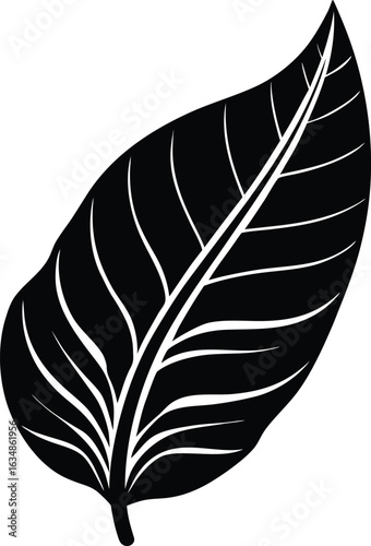 
Banana Leaf Silhouette Vector