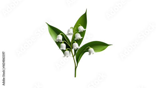 Single lily of the valley isolated on white background