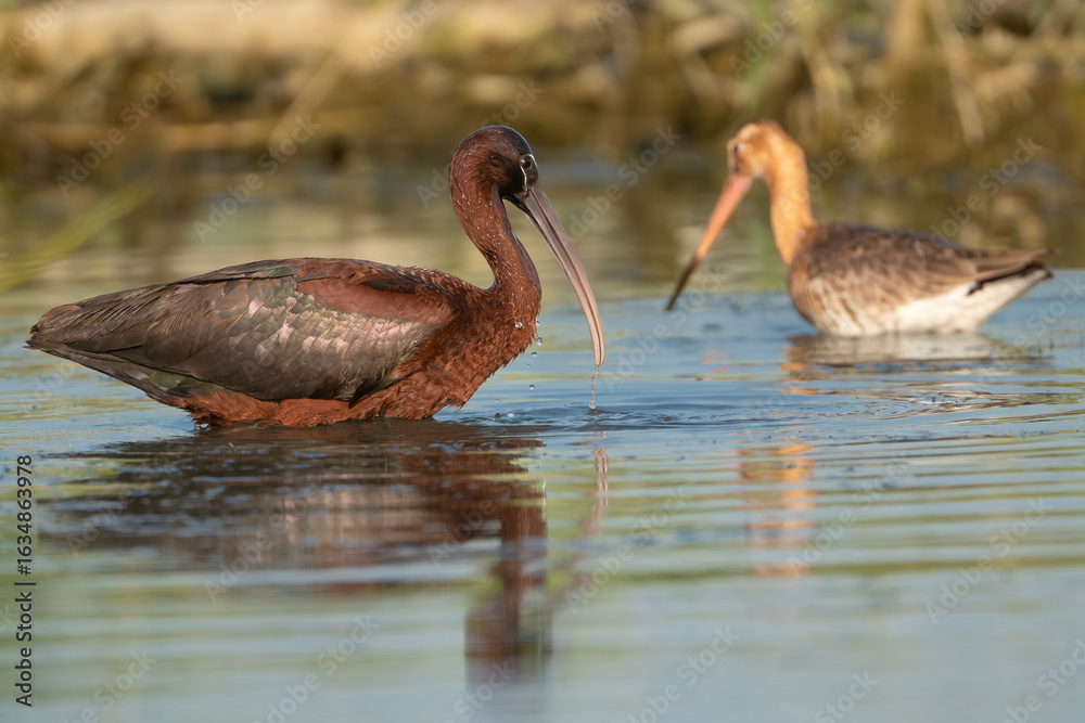 Obraz premium Glossy Ibis - Plegadis falcinellus wading in the Danube Delta Wetlands with Black-tailed Godwit - Limosa limosa and in background. Photo from Danube Delta in Romania.