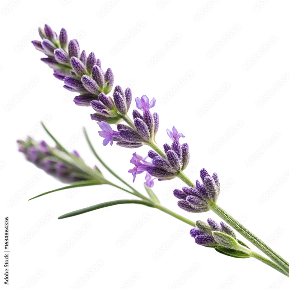 Obraz premium Single lavender flower stem isolated on transparent background