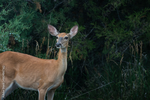 white tail deer