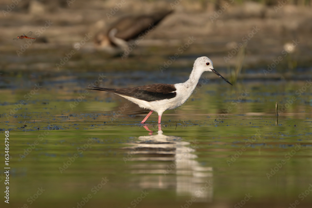 Fototapeta premium Black-winged Stilt - Himantopus himantopus wading gracefully in the shallow waters of the Danube Delta in Romania with reflection.