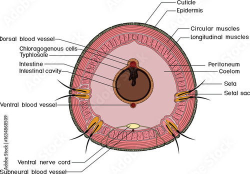 Cross section of earthworm. Diagram of internal anatomy of earthworm for biology lessons