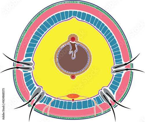 Cross section of earthworm. Diagram of internal anatomy of earthworm for biology lessons