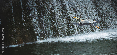 Photos garza en vuelo