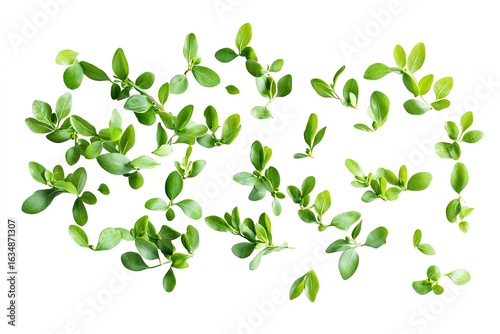 A natural arrangement of boxwood leaves falling and tumbling, captured in crisp detail, isolated on white, top-down view