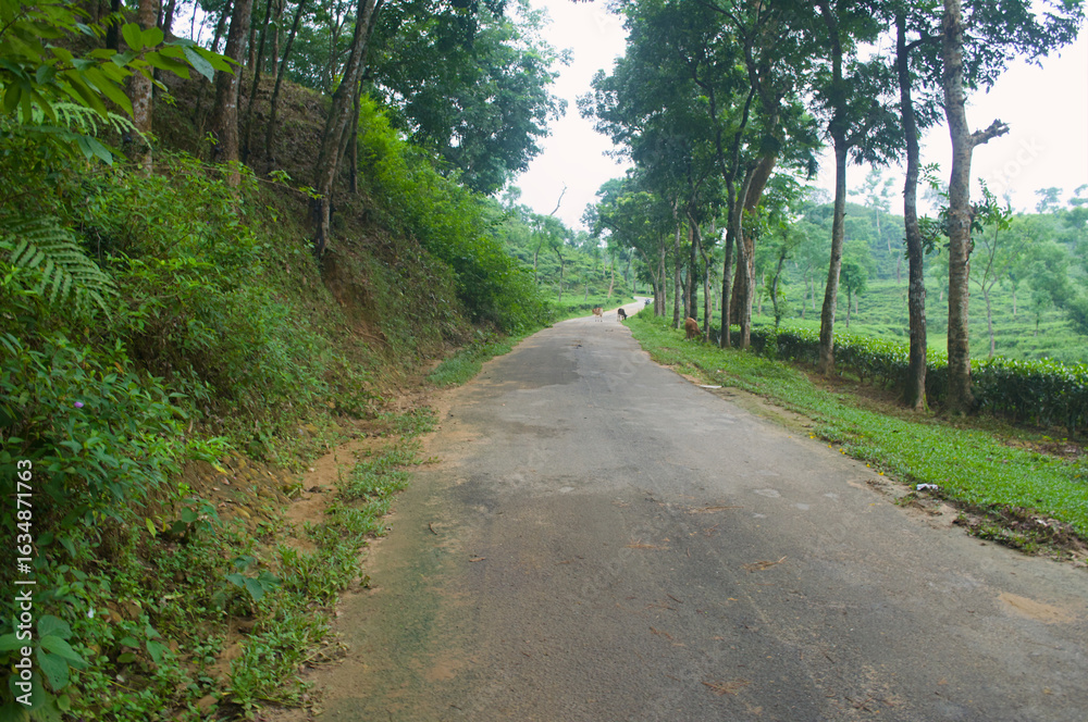 Fototapeta premium Serene Road Through Lush Green Landscape Scenic View Aesthetic Photography Nature Inspired Calm and Peaceful Vibe