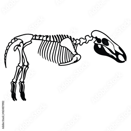 Skeleton of a Mammal with a Long Tail and Skull