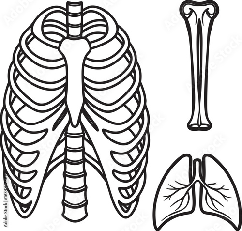 Anatomy of the Human Rib Cage and Lungs